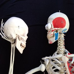 Belül szép -Tananyag leírása