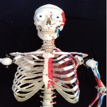 Belül szép II. A nyomozás folytatódik Óravázlat