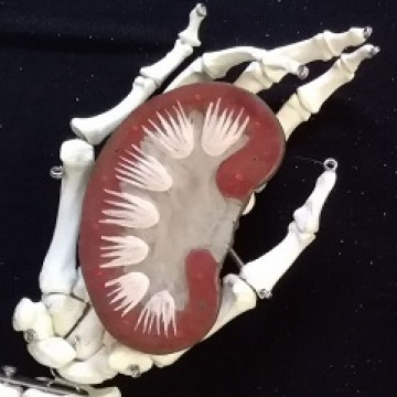 Belül szép III. A harmadik Óravázlat